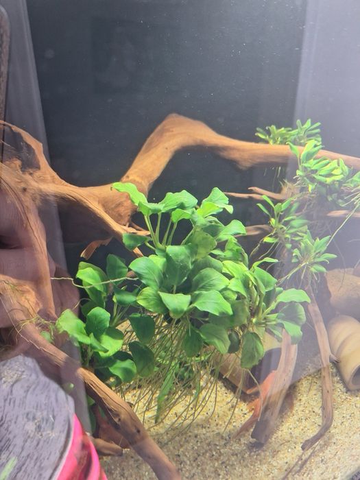 Anubias barteri nana