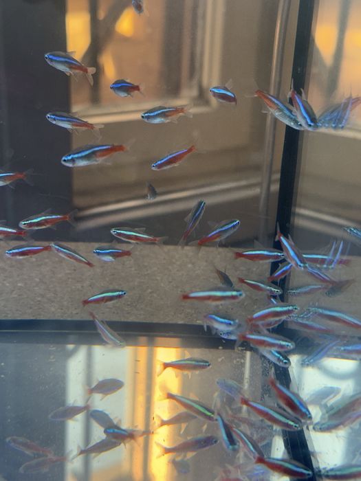 Різні види рибок, акваріуми, керамічні декорації