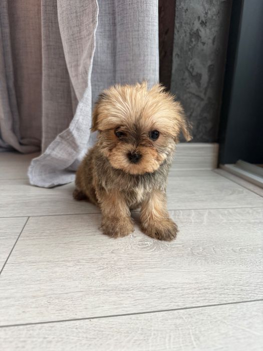 Szczeniaki morkie