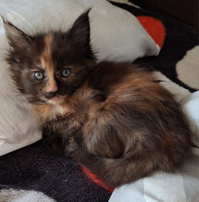 Kotka  maine coon.  Częstochowa