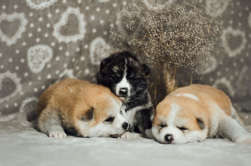 Акита ину цуценята КСУ