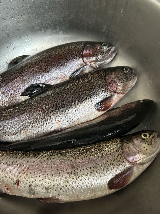 Форель з власного господарства