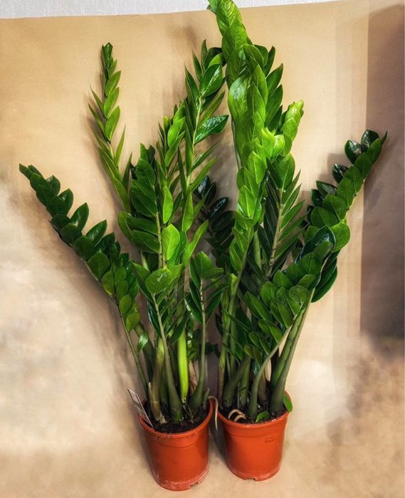 Варієгатний чорний дерево заміокулькас замиокулькас долларове зензі