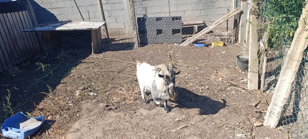 Cabras anas prenhas e chibo