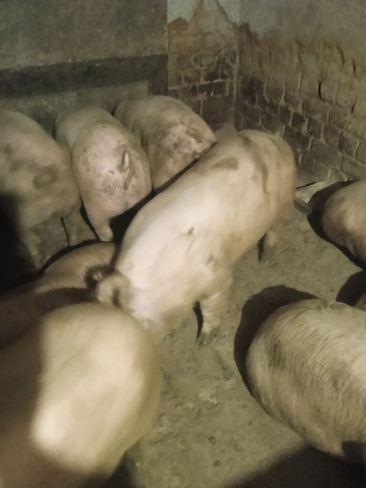 Продам поросят .