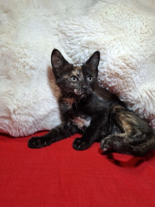 Gatinhas com 2 meses para adoção