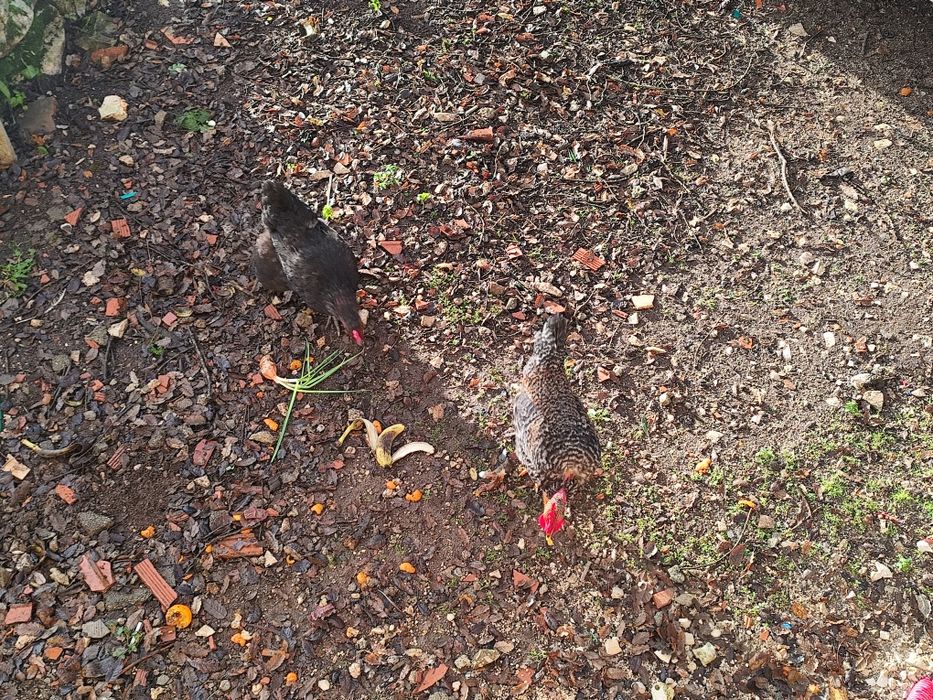 Frangos galos cruzados pedrês machos