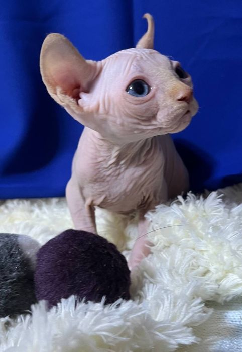 Хлопчик канадський сфінкс ELF