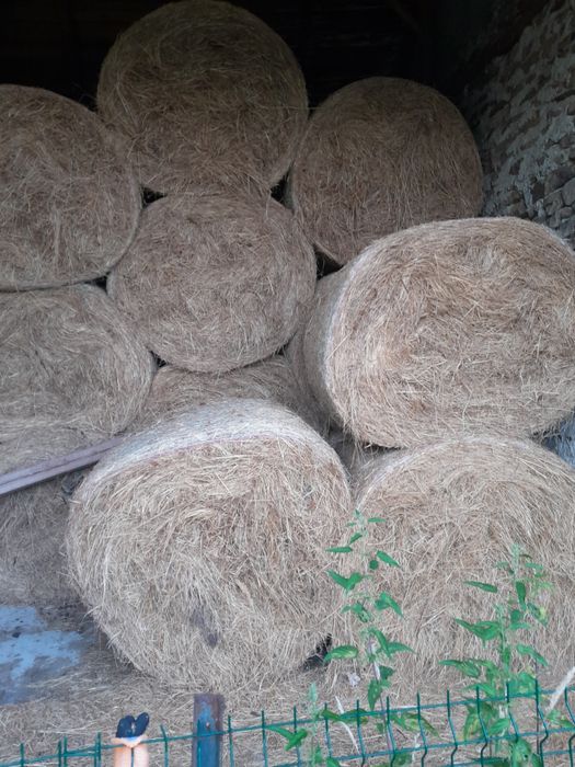 Siano balioty baloty