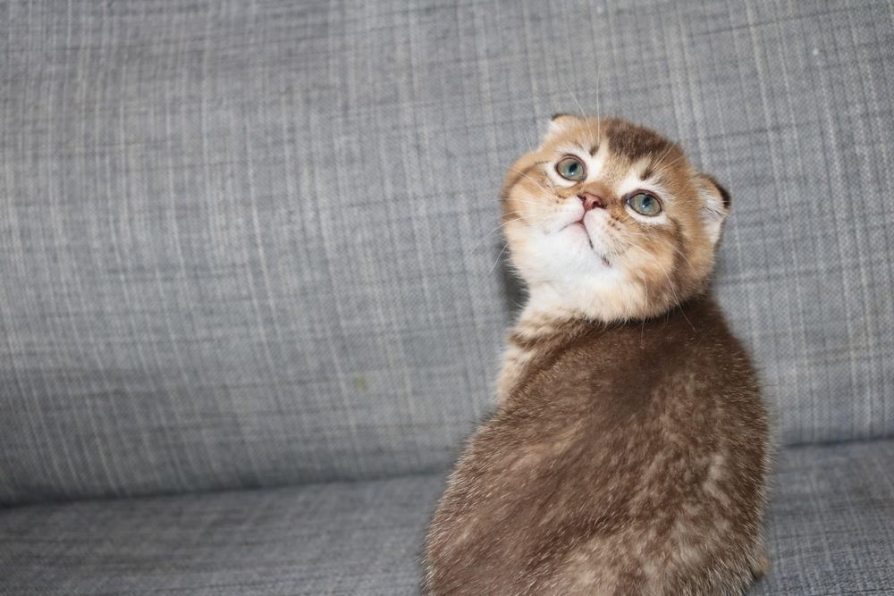 gatinho scottish fold golden brown