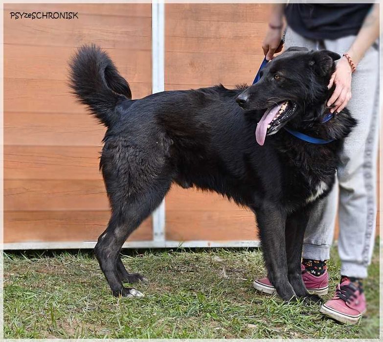 Murin - idealny pies w typie czarnego owczarka niemieckiego