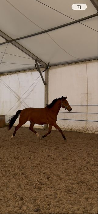 Sprzedam klacz 2 latke