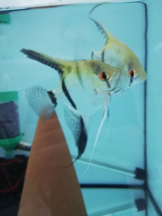 Peixes Escalares gold e zebra