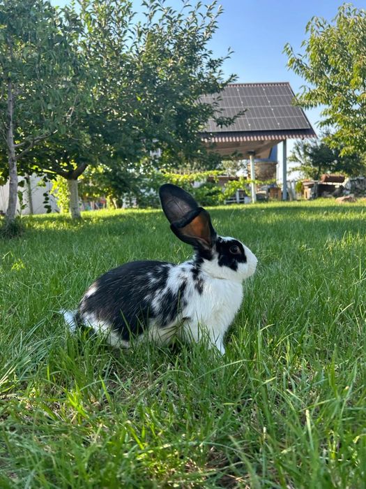 Кролики "Бабочка" и "Полтавской серебро"