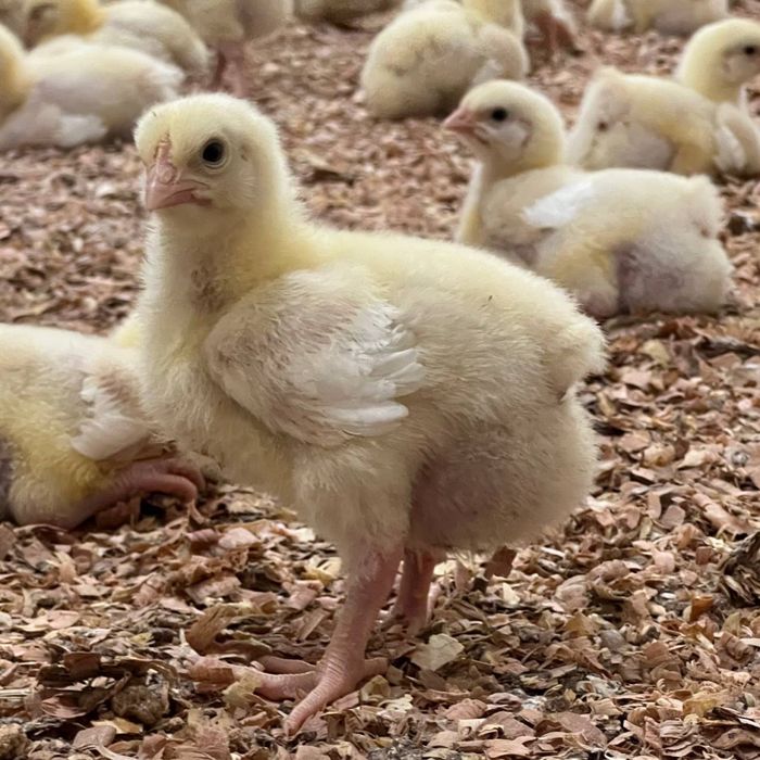 Курча табака