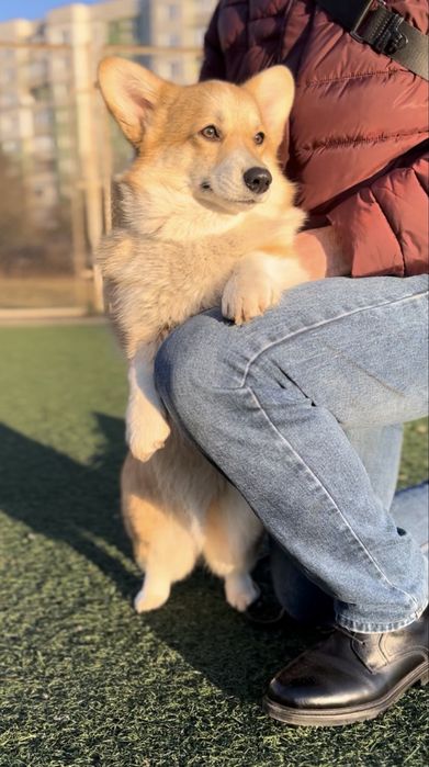 Цуценята вельш коргі пемброк