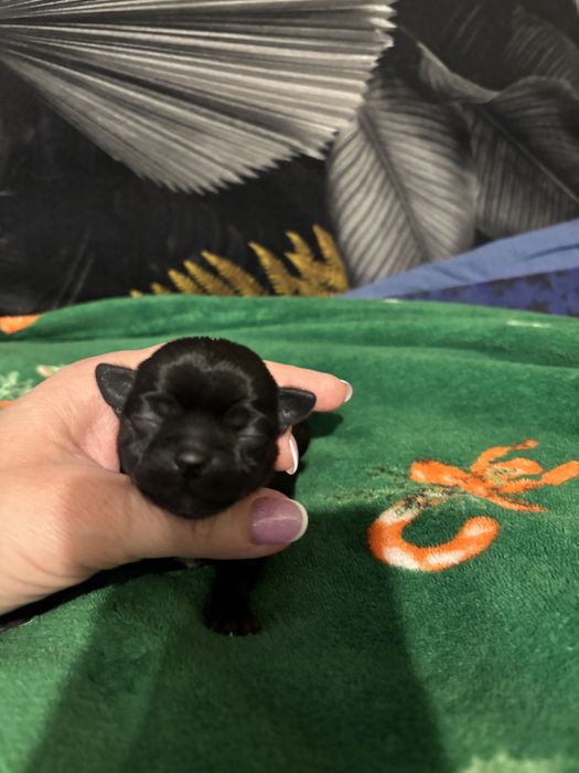 Chihuahua dziewczynka  malenka