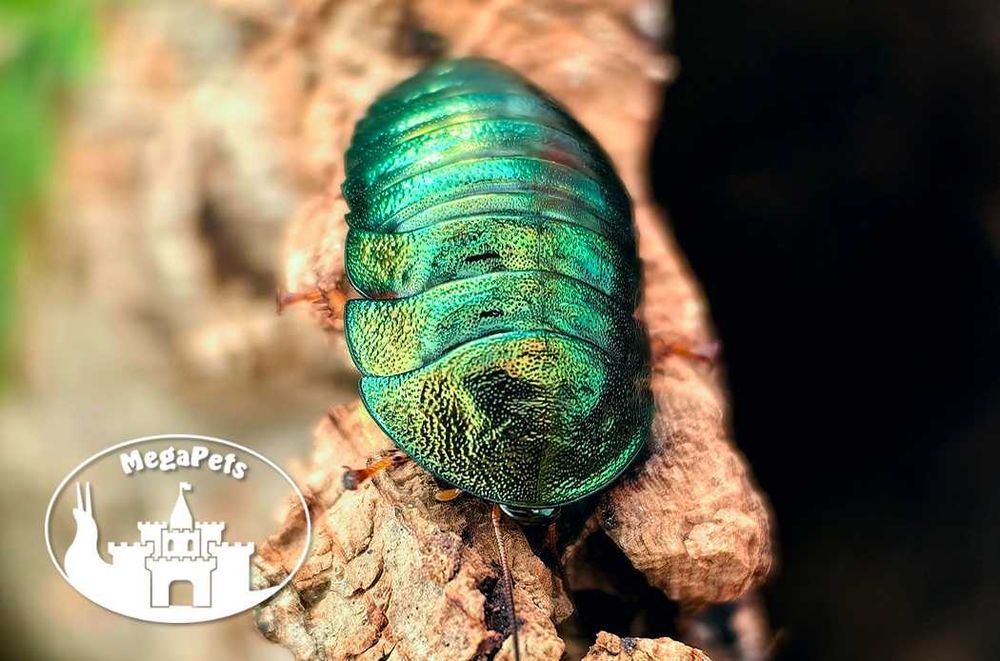 Najpiękniejsze karaczany Pseudoglomeris magnifica Isopody Ślimaki Wije