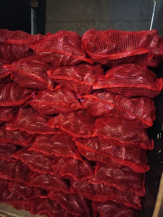 Burak ćwikłowy długi