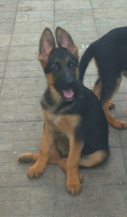 Сука и кобель  три мес.с родословной.