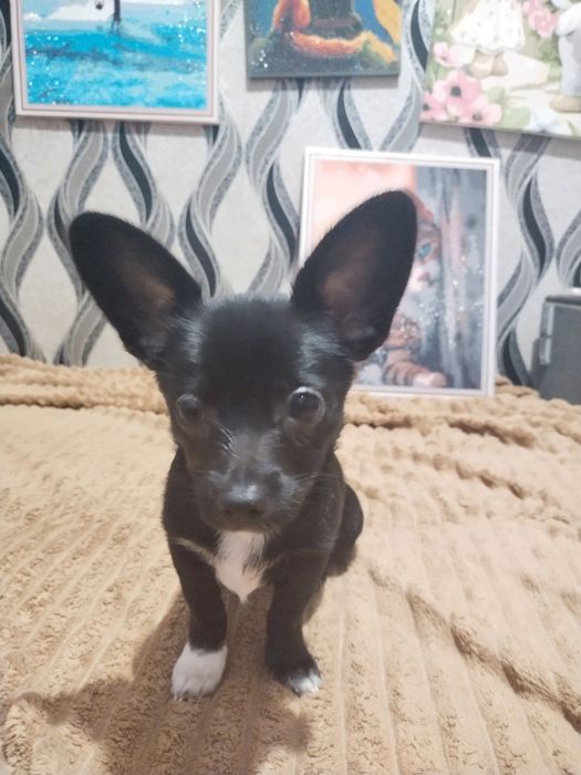 Продам цуценят чіхуашечєк
