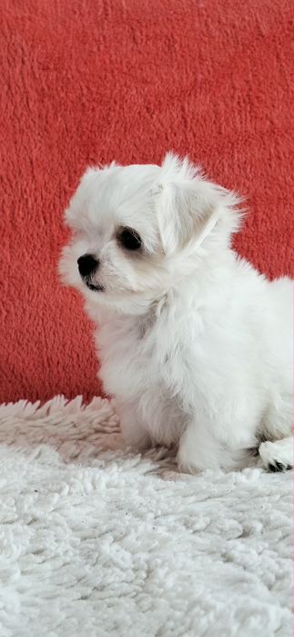 Maltańczyki Maltańczyk piesek rod 4pok.-pełny