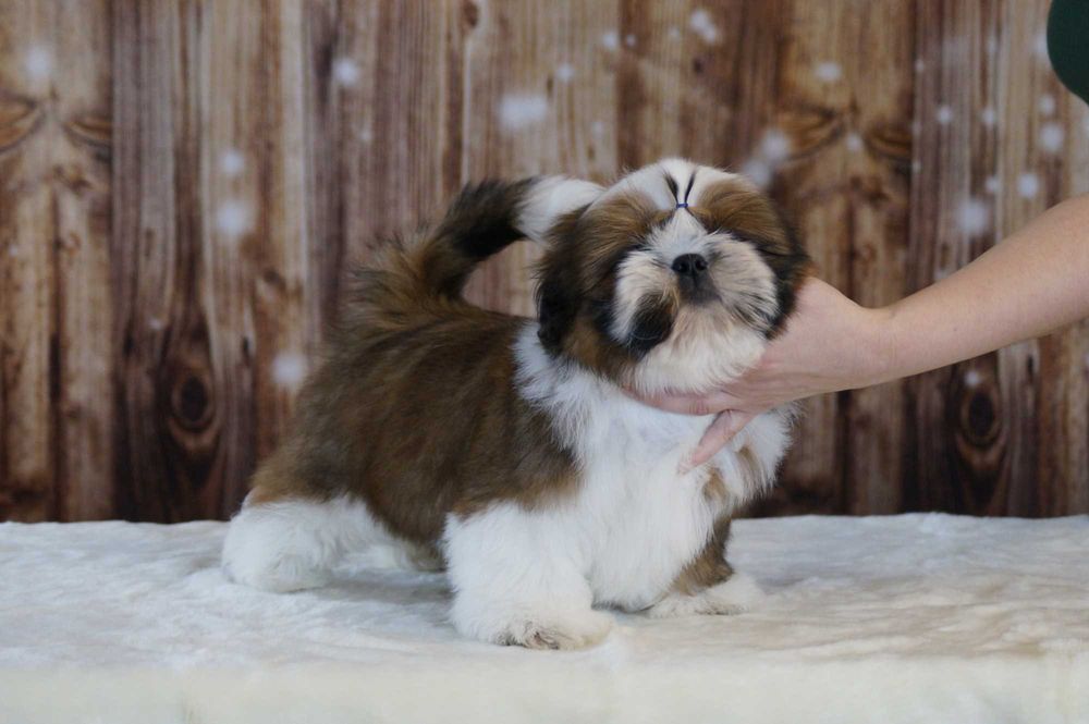 shih tzu chłopczyk samiec szczenię ZKwP/ FCI
