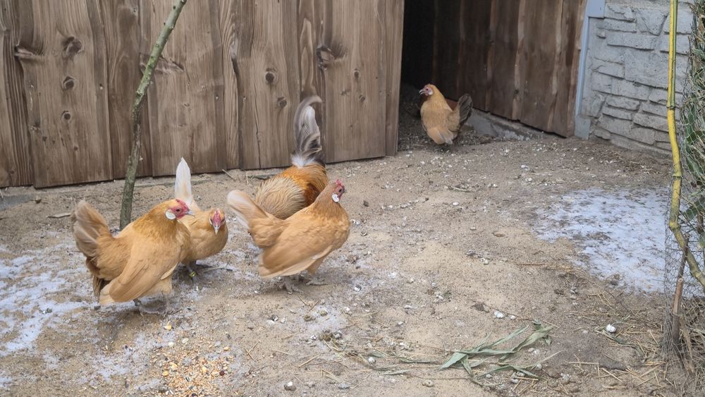 Jajka legowe bantamek