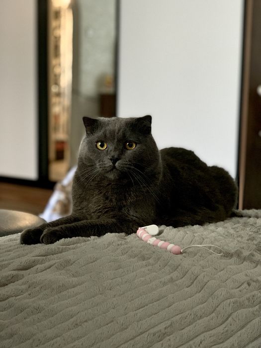 Вітдамо котика у добрі руки