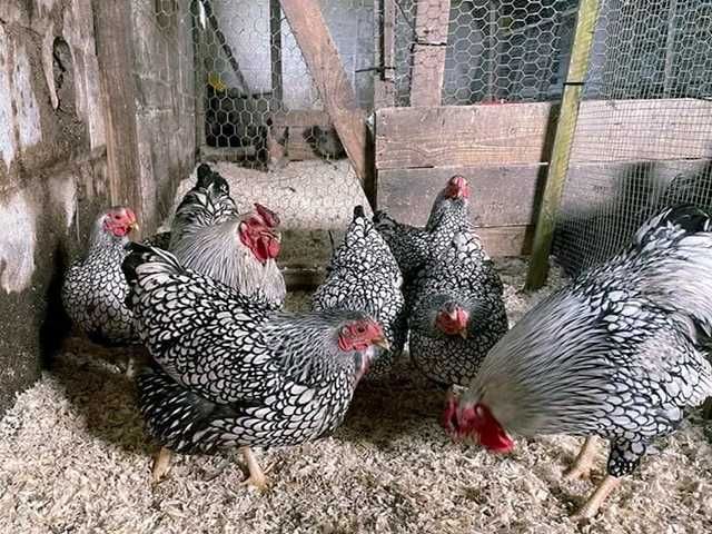 Яйце на інкубацію, курчата, Віандот: блакитне золото, срібло.