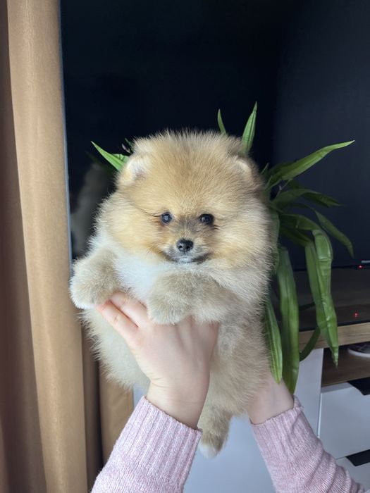 Pomeranian spitz Шпіц померанський