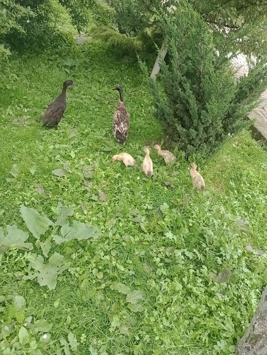 Kaczki  małe  biegusy