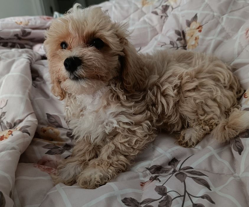 Maltipoo. Piękny chłopak