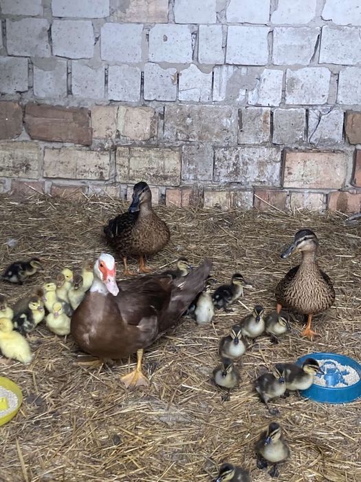 Шипуни,Індокачка,Мускусні каченята