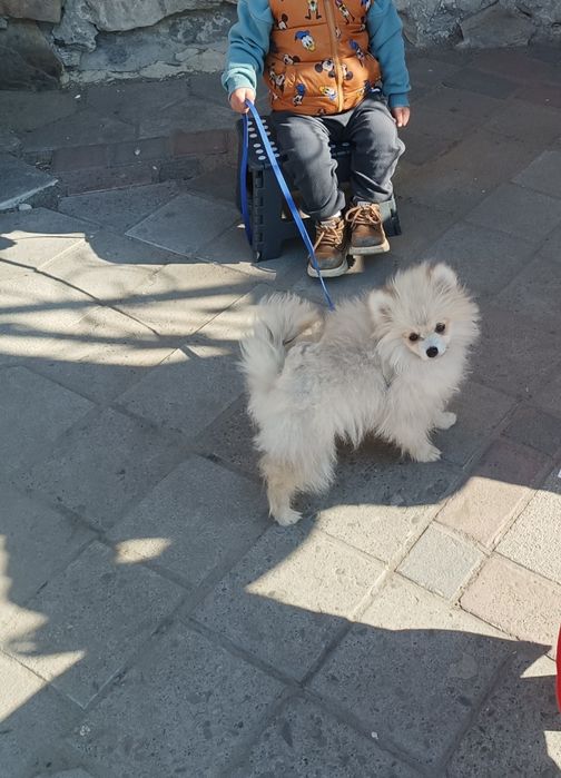 Продаю песика шпіц
