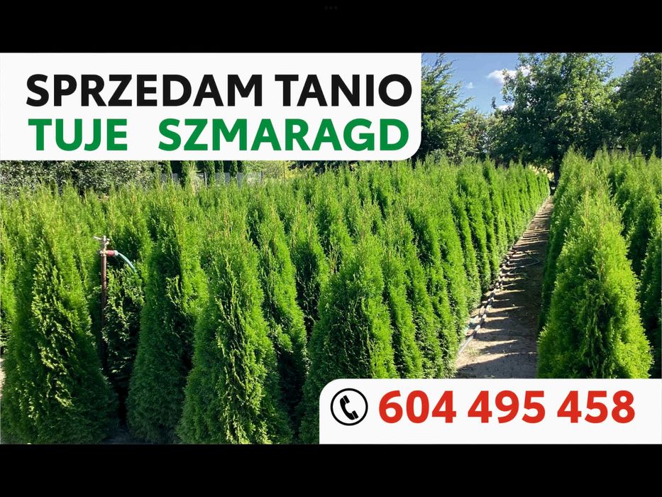 Tuje Warszawa Białołęka 160-200 cm