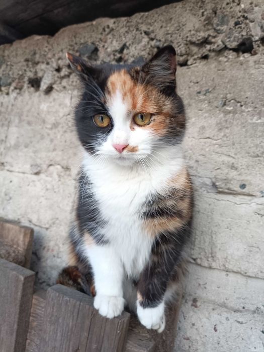 Отдам в заботливые руки ласковую кошечку Маркизу 8мес.