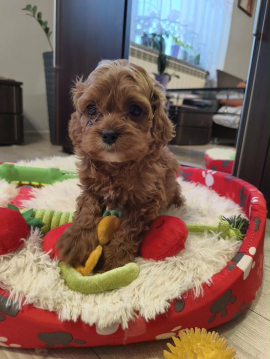 Cavapoo wesoła suczka