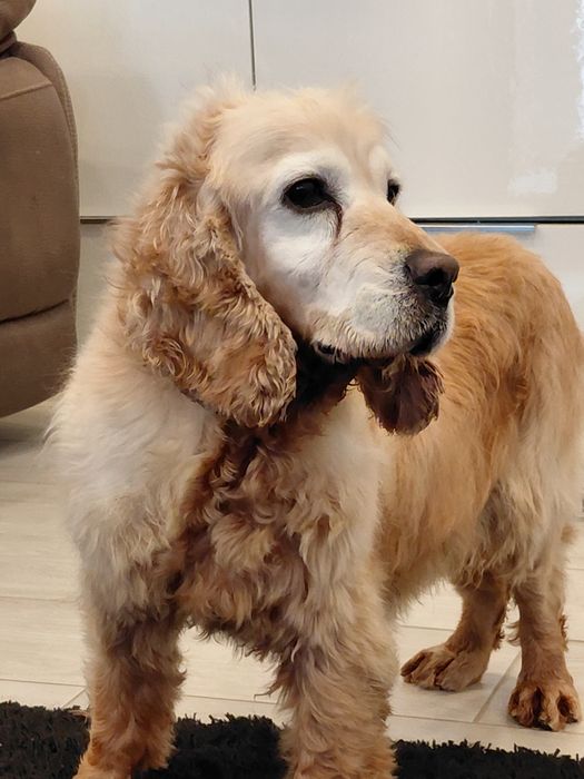 Cadela de cocker pequena/média para adoção responsável