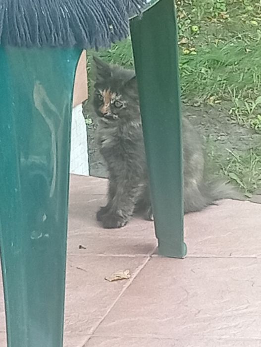 Отдам котят с доплатой