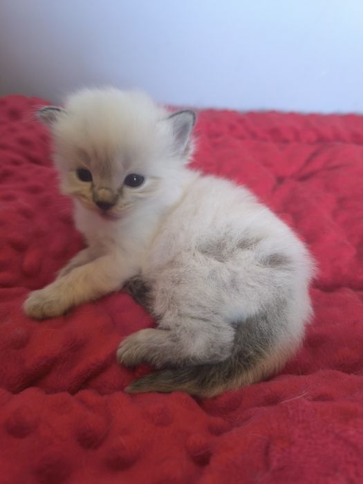 Ragdoll kotka do hodowli , zamiana hodowlana,rodowód FPL . Seal tabby colorpoint