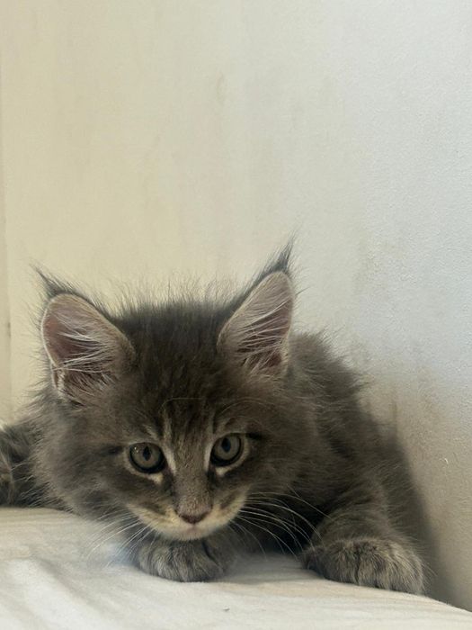 Gatinho  Maine Coon