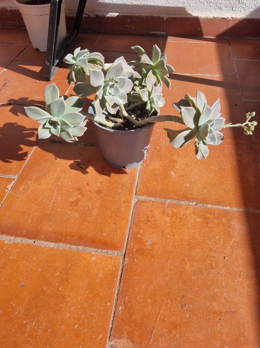 Vendo suculenta planta fantasma