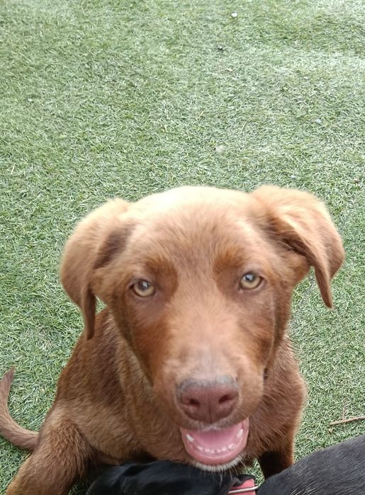 Cão jovem castanho