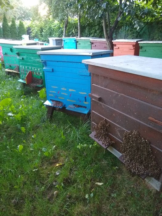 Sprzedam rodziny produkcyjne Warszawskie Zwykle