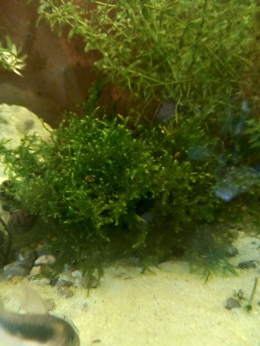 Mech roślinka akwariowa