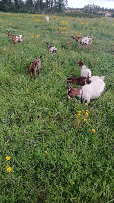 Vendo rebanho de cabras