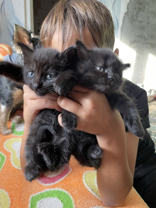 Котята від Шотландської мами