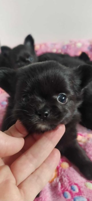 Chihuahua SUPER szczeniak piesek mini  prawdziwy rodowód ZKwP (FCI)