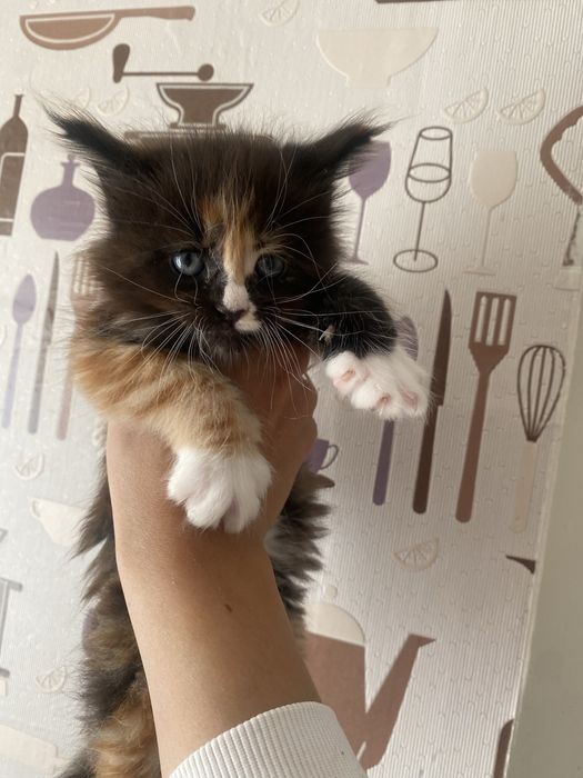 Котята мейн кун девочки